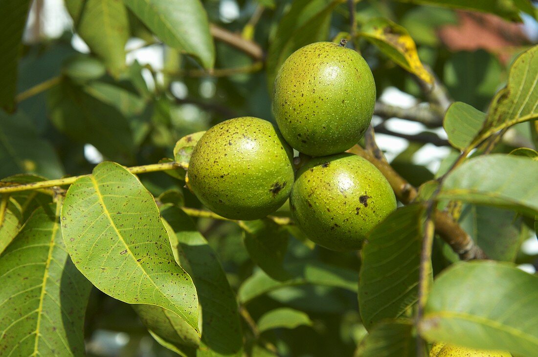 Sonnenbeschienene Walnüsse am Baum