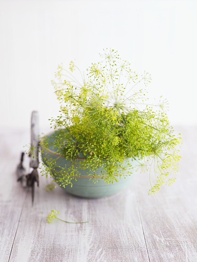 Dill flowers