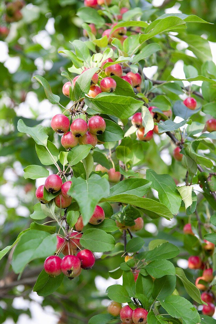 Japanische Wildäpfel (Malus floribunda) am Baum