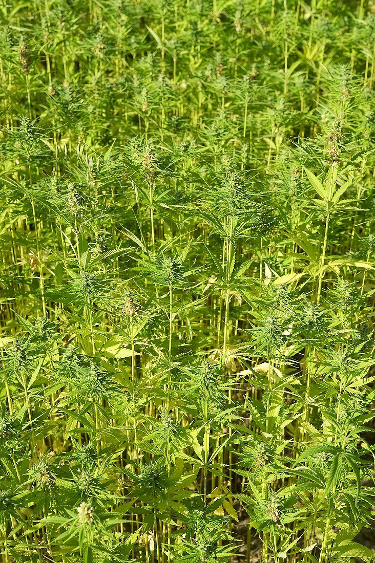 Hemp field (full-frame)