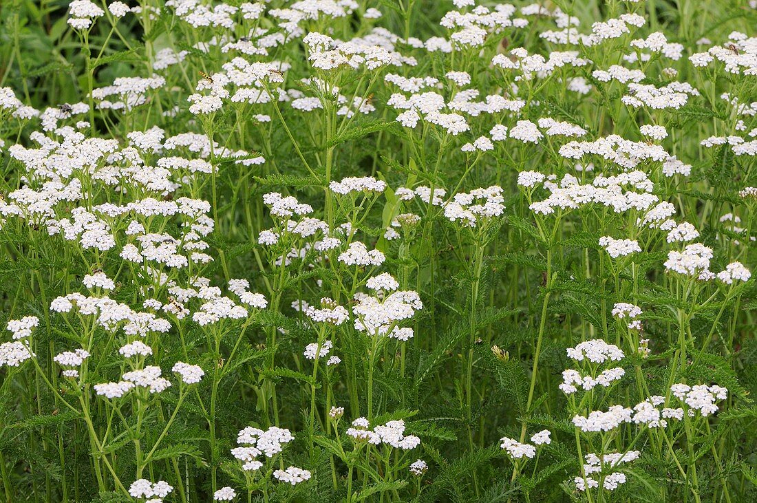 Yarrow in grass