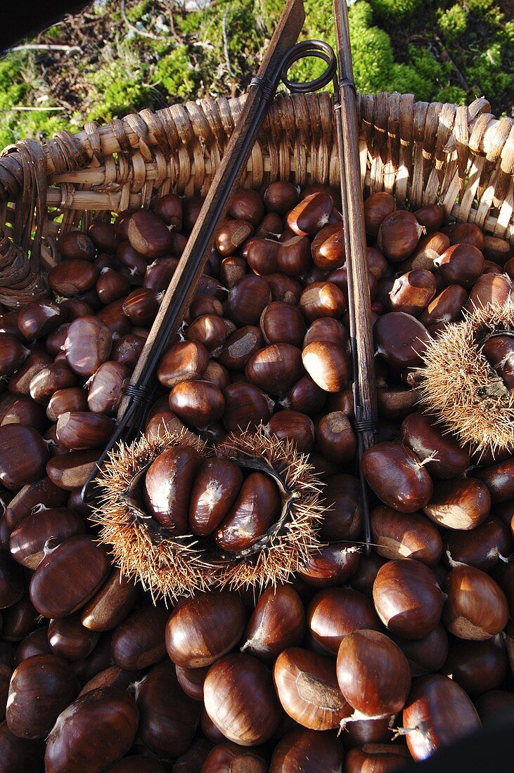 Basket of fresh sweet chestnuts (Ardèche, France)