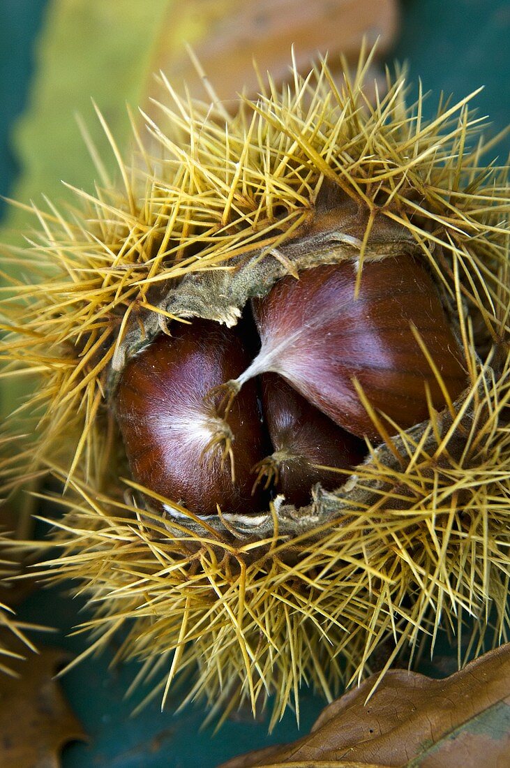 Chestnuts in their prickly case