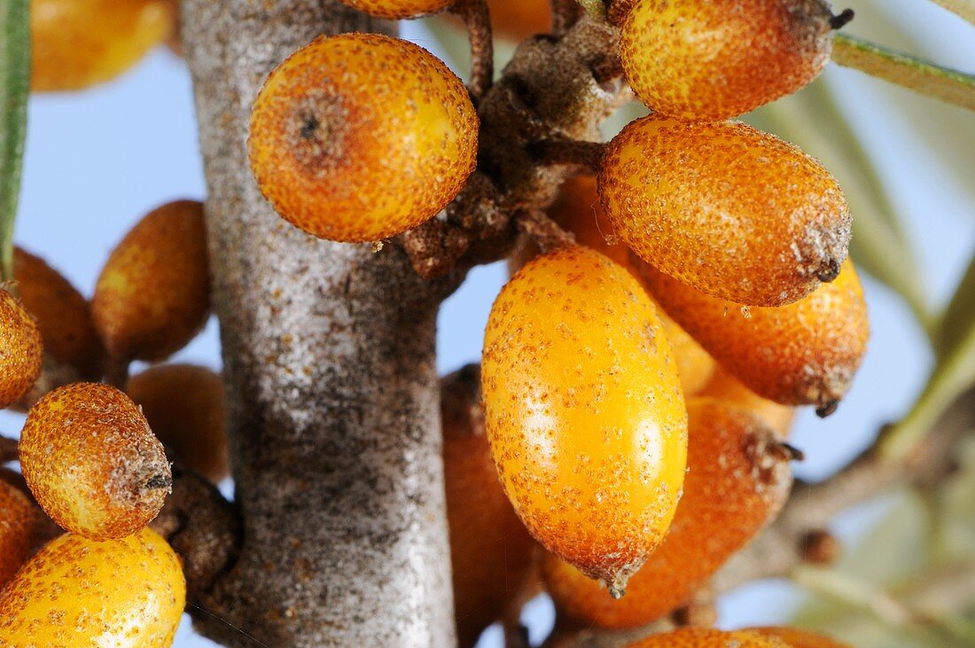 Sea buckthorn berries (close-up)