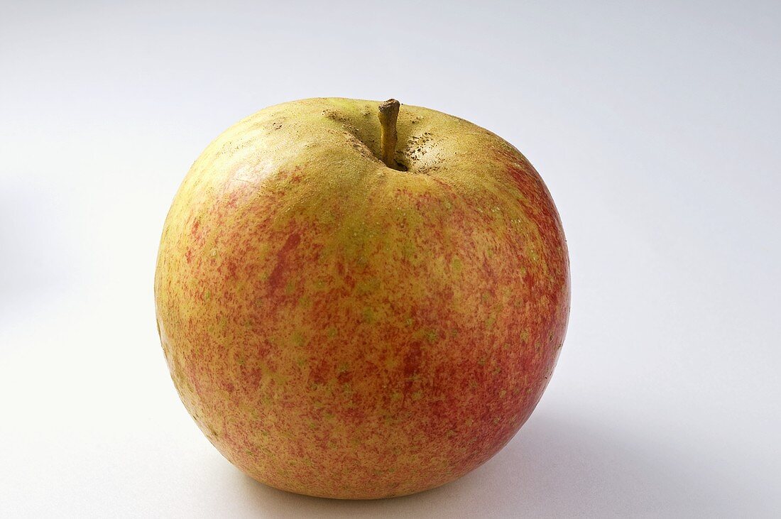 Apfel der Sorte 'Holländer Prinz'