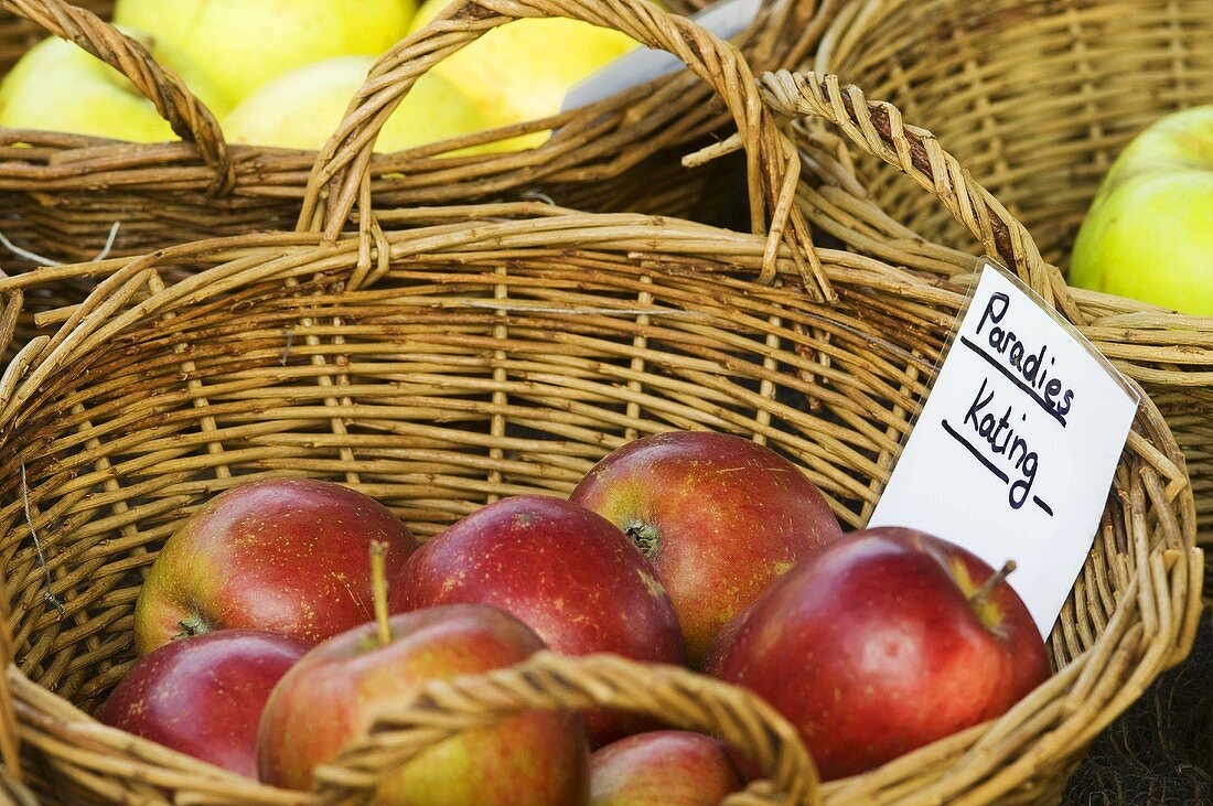 'Paradies Kating' apples in a basket