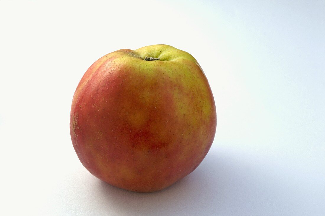 Apfel der Sorte 'Roter Grafensteiner'