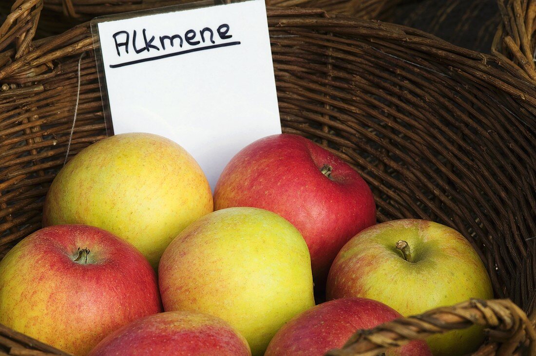 'Alkmene' apples