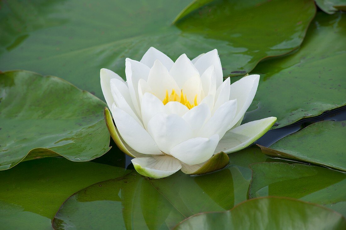 White water lily