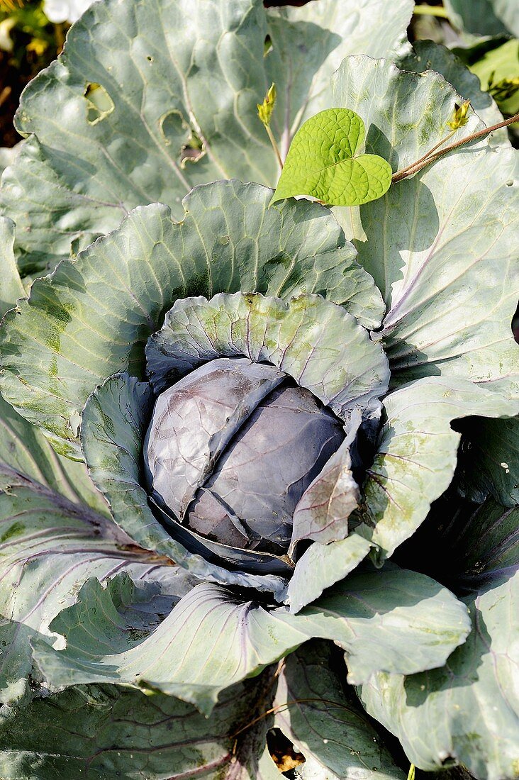 Red cabbage in the field (overhead view)