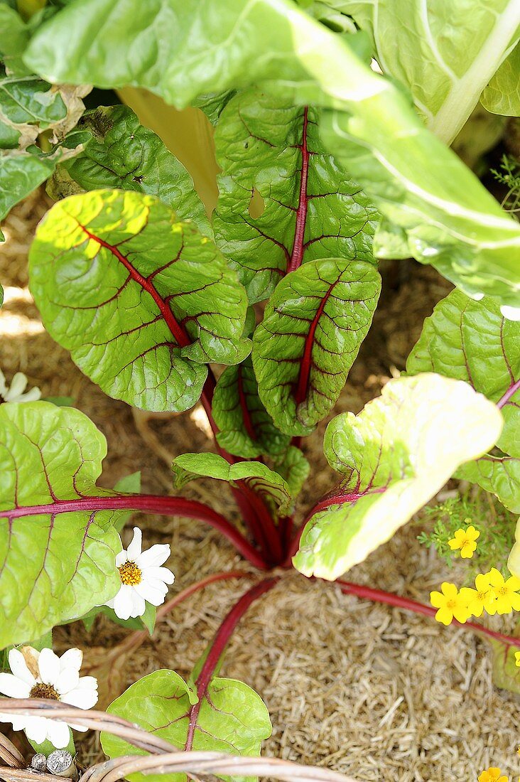 Beetroot plant in vegetable bed