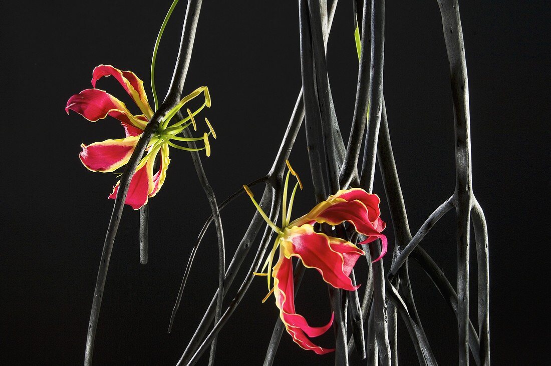 Glory lily (Gloriosa rothschildiana)