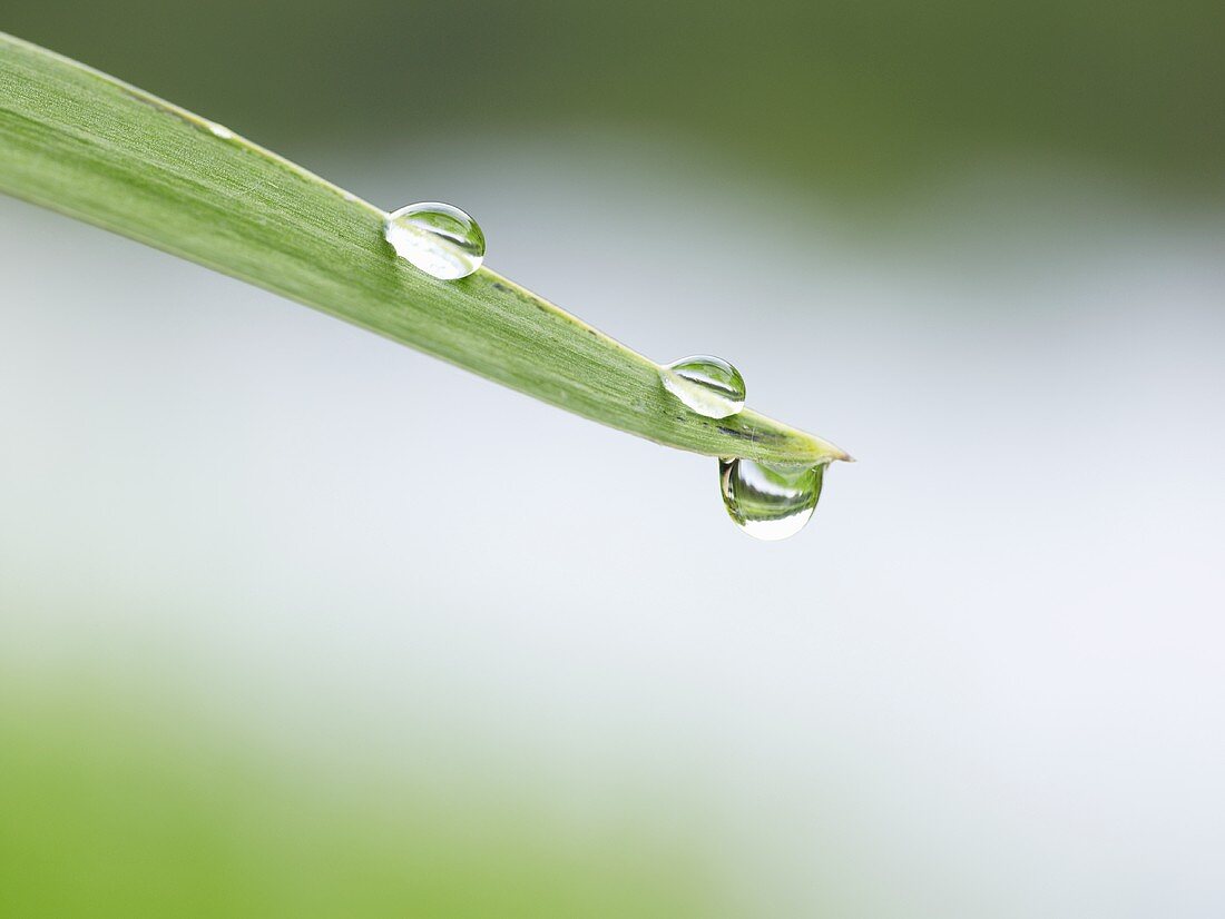 Drops of water on blade of grass (detail)