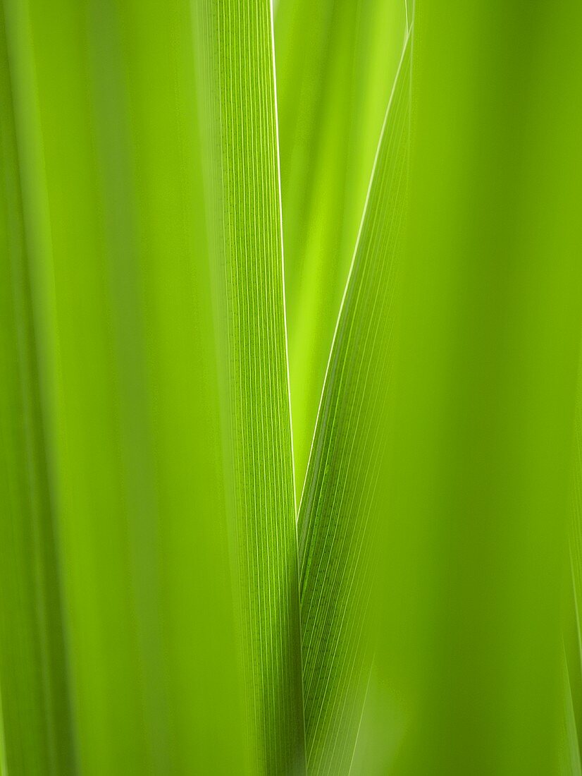 Schilfblätter (Close Up)