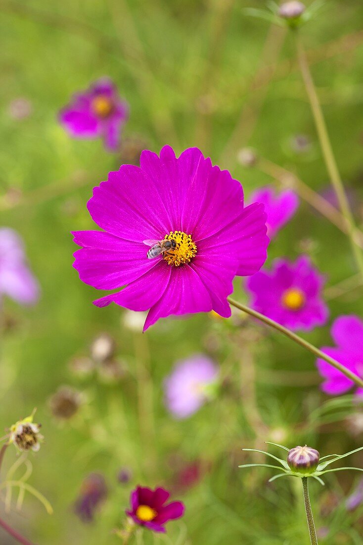 Cosmosblüte mit Biene