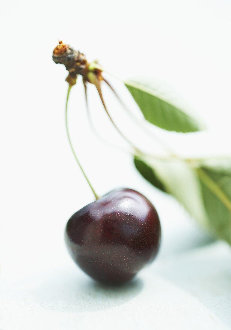A sweet cherry with leaves