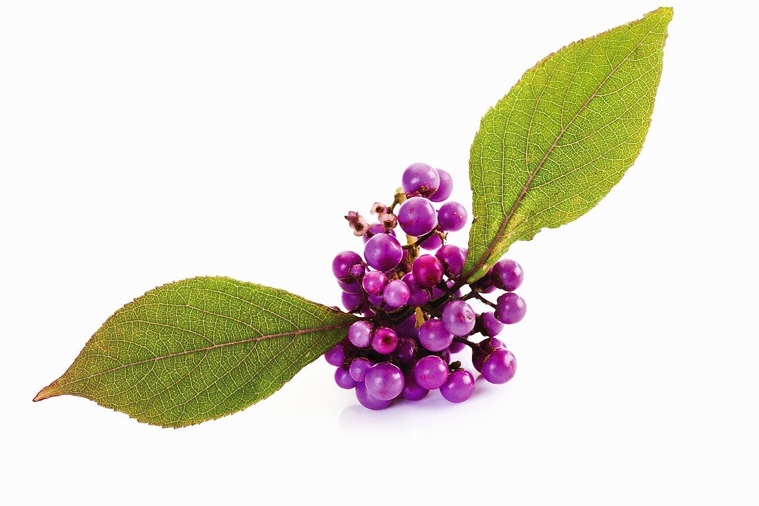 Beautyberry (Callicarpa) with leaves