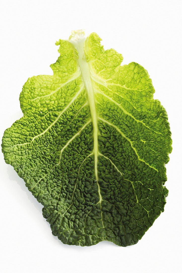 Savoy cabbage leaf