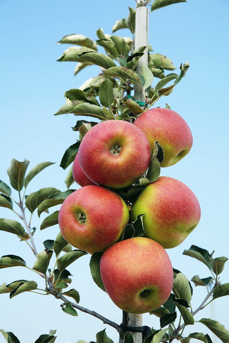 Spalieräpfel auf dem Zweig