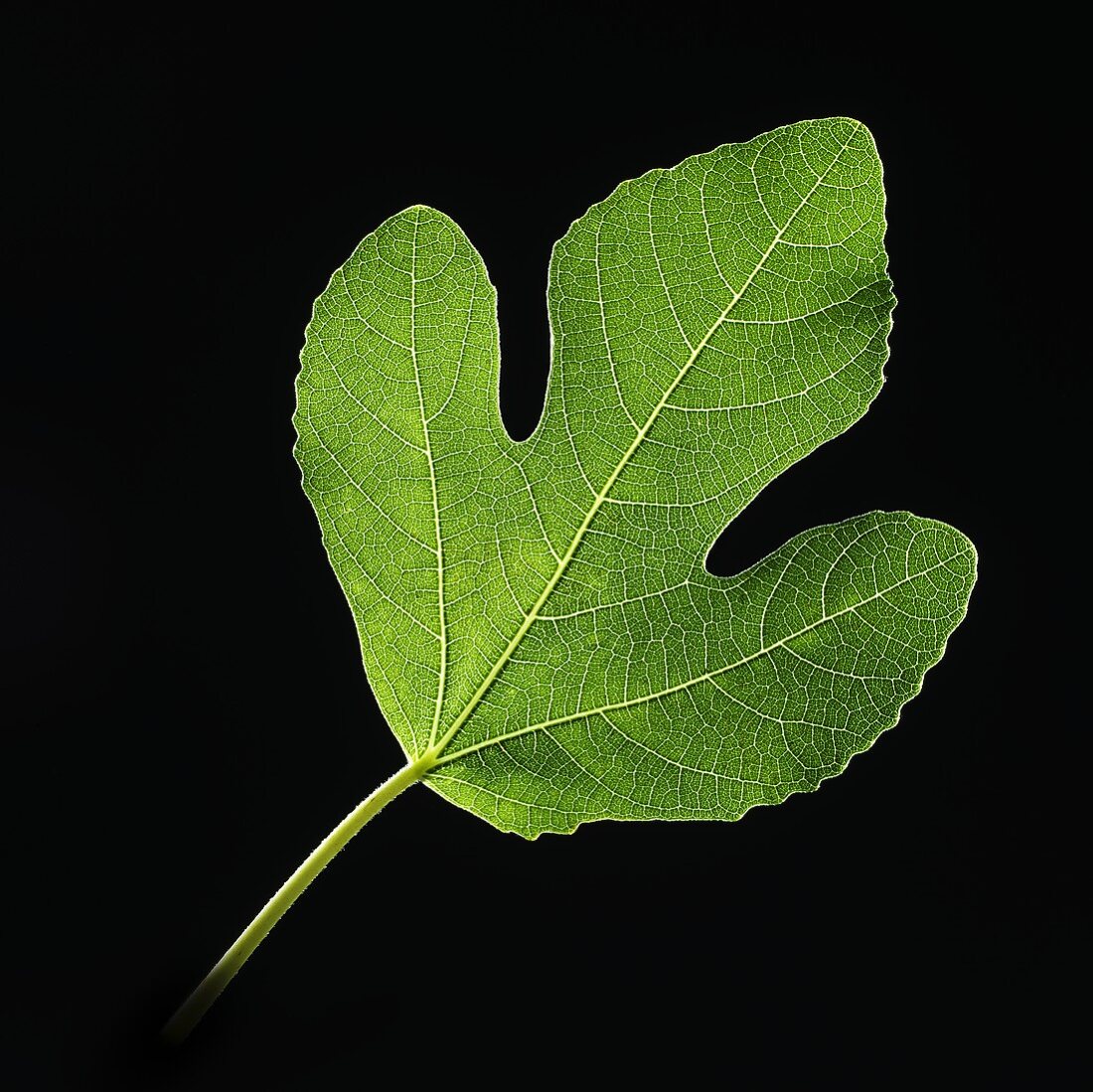 Fig leaf on black background