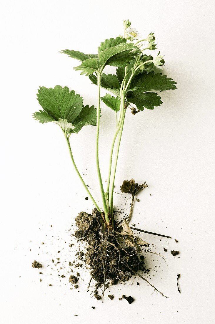 Strawberry plant with earth