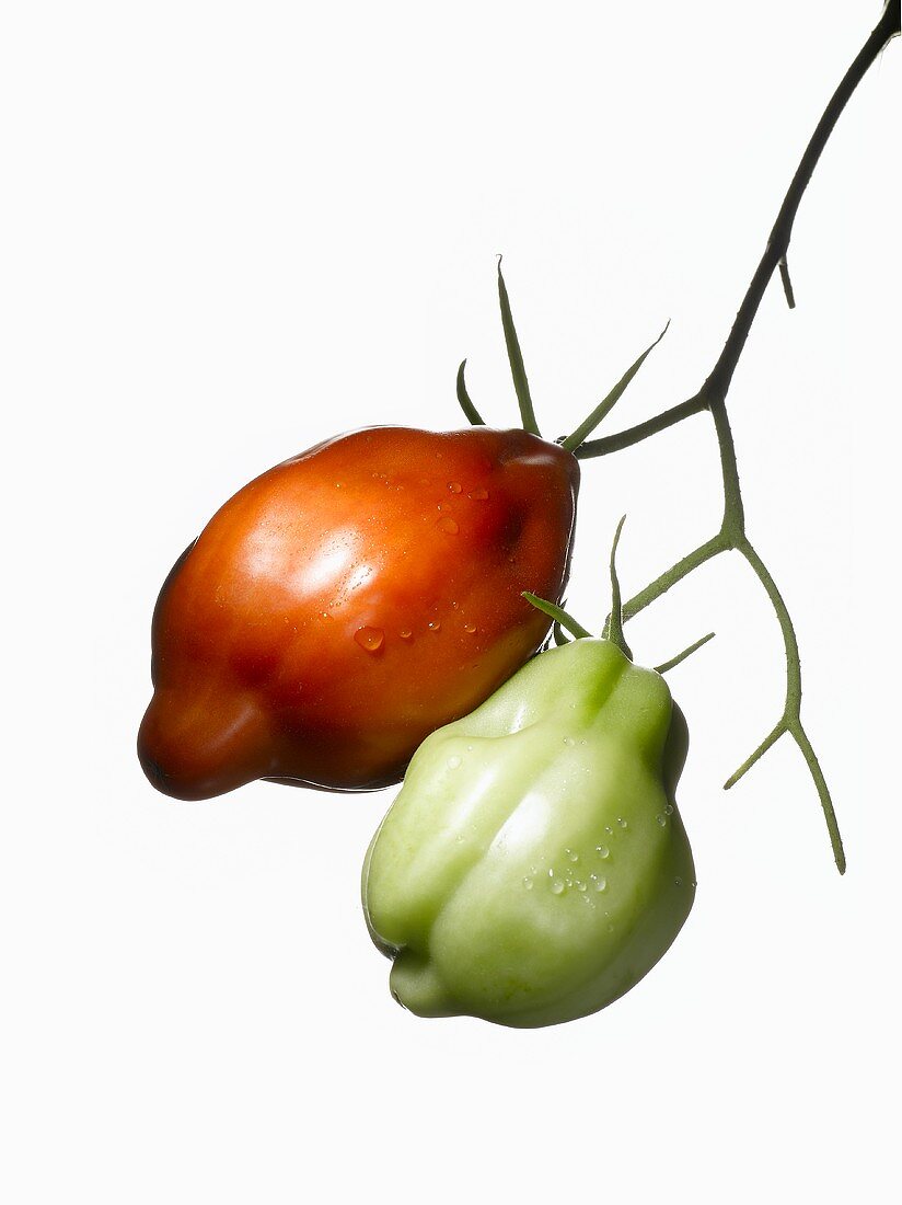 Grüne und rote Bio-Tomaten (Sorte Ochsenherz)