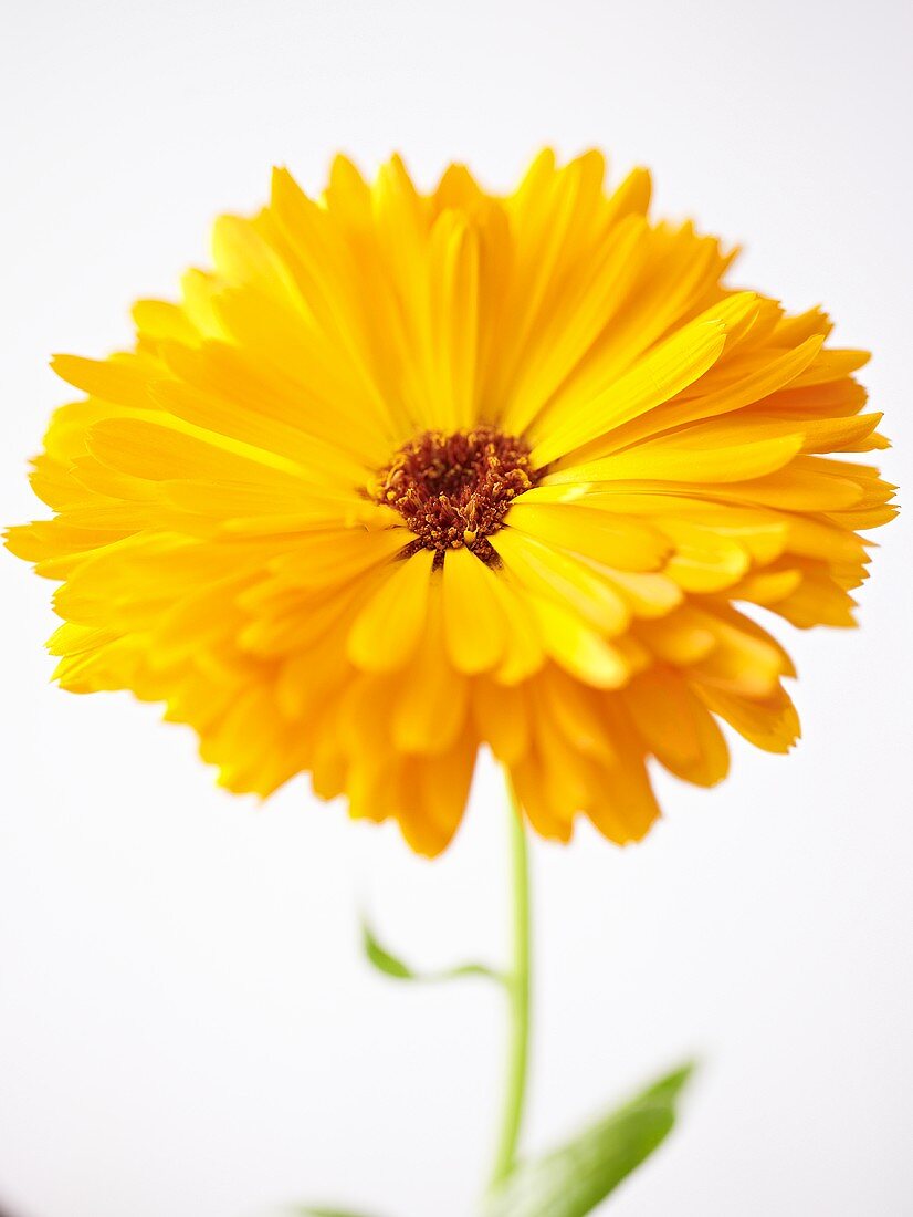 Eine Ringelblume (Close Up)