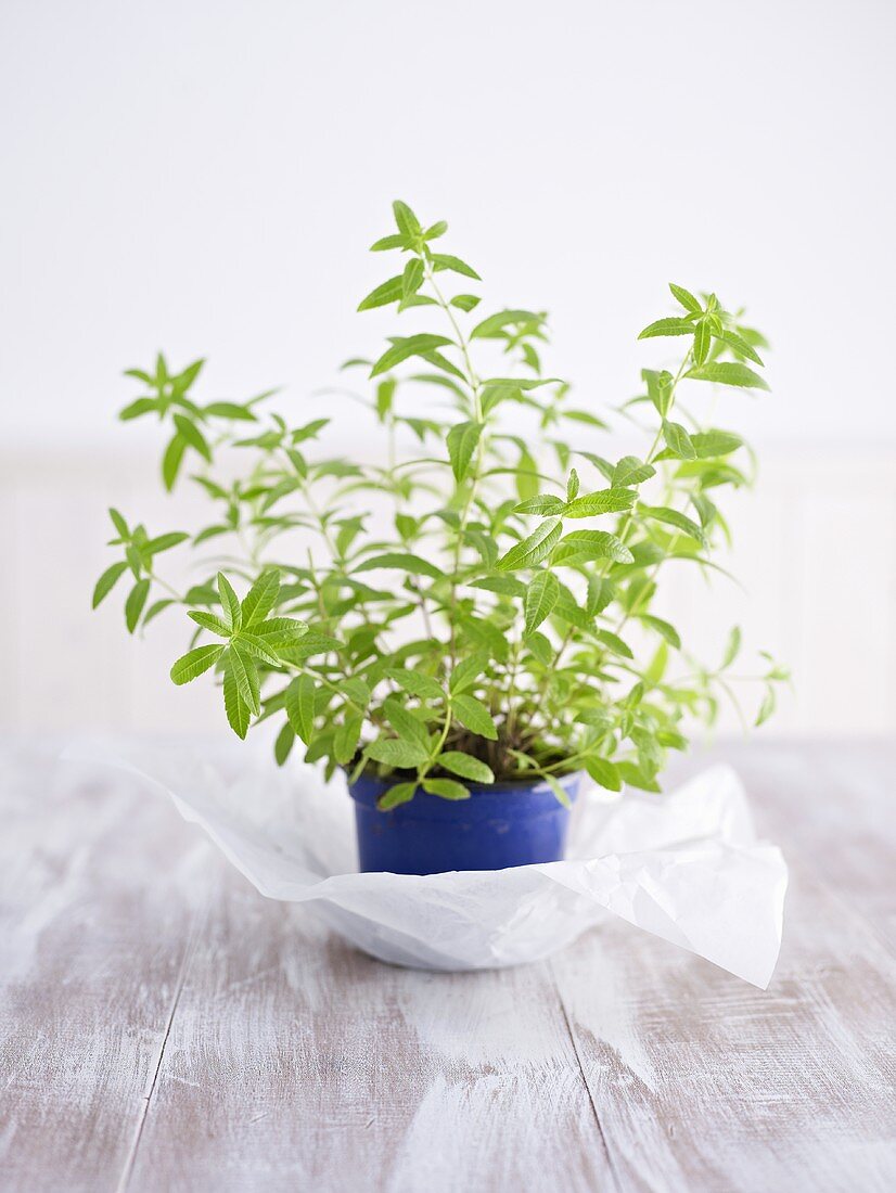 Vervain in flowerpot