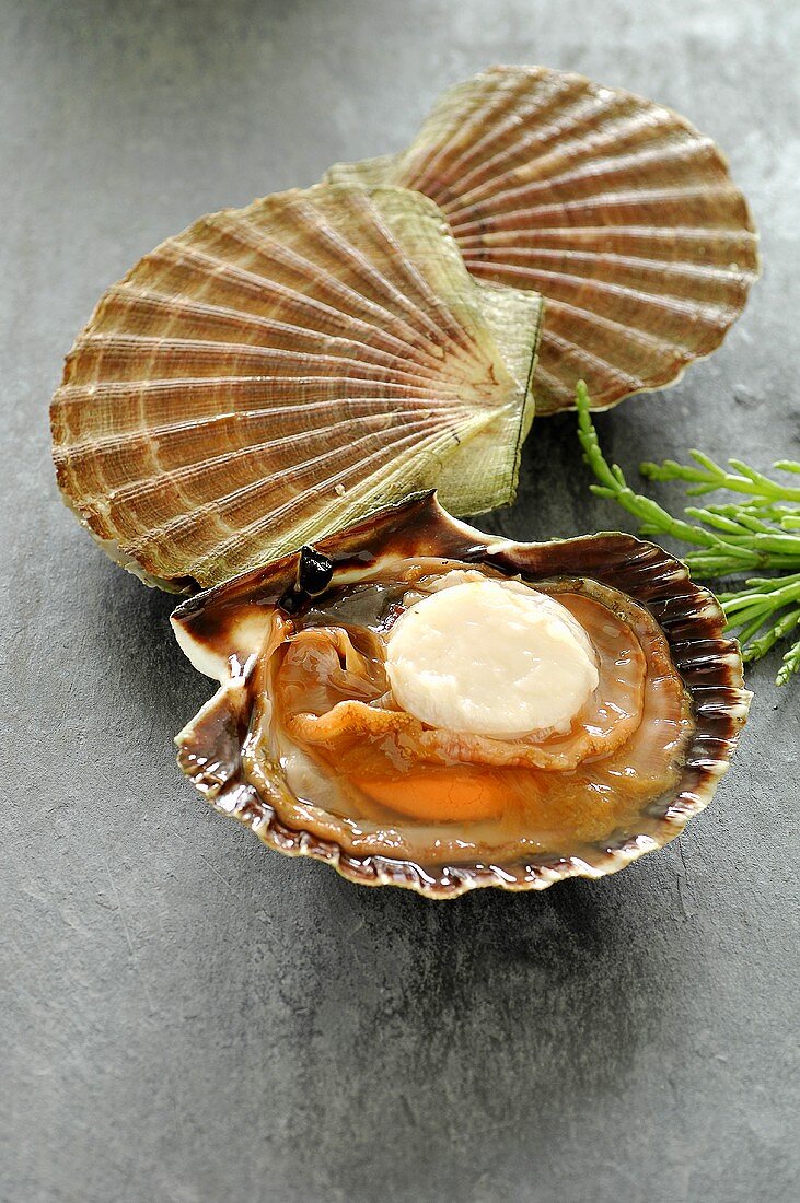 Fresh scallops, closed and opened