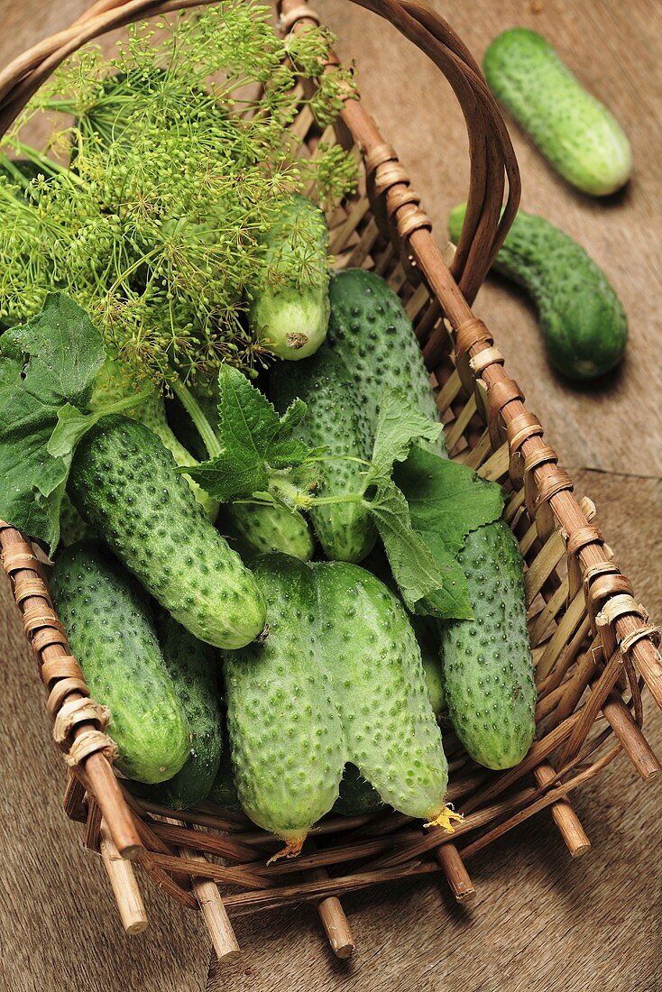 Fresh pickling cucumbers with dill in basket