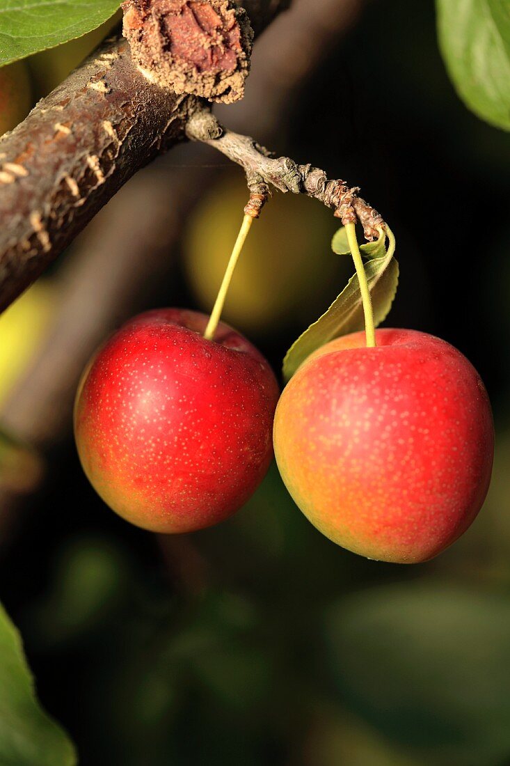 Cherry plums on the branch