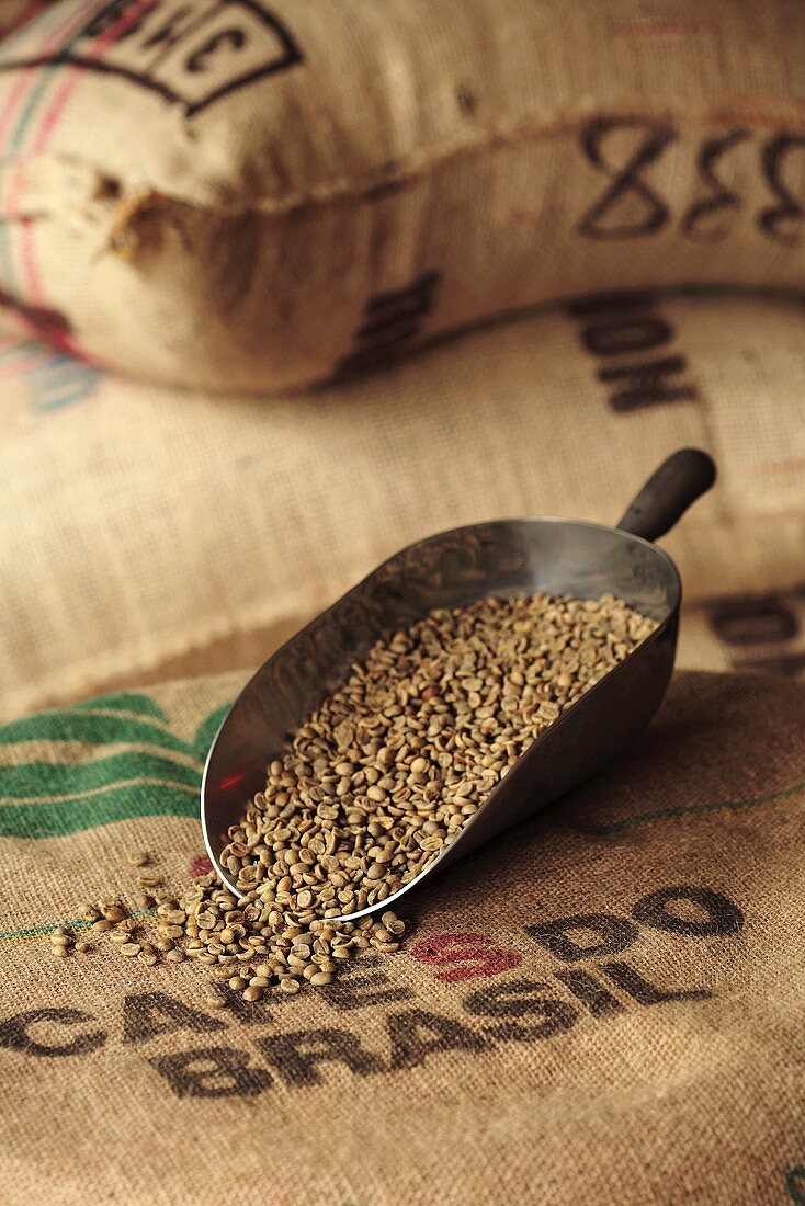 Coffee beans in scoop on jute sack