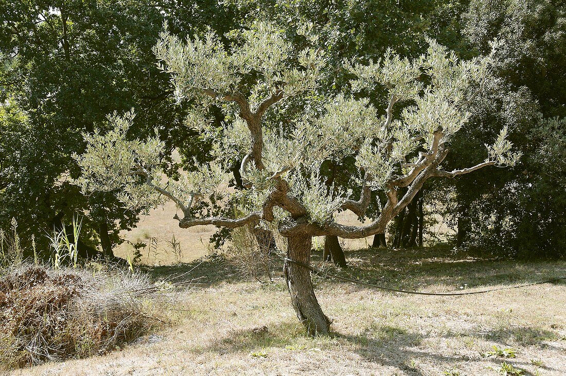 Ein Olivenbaum