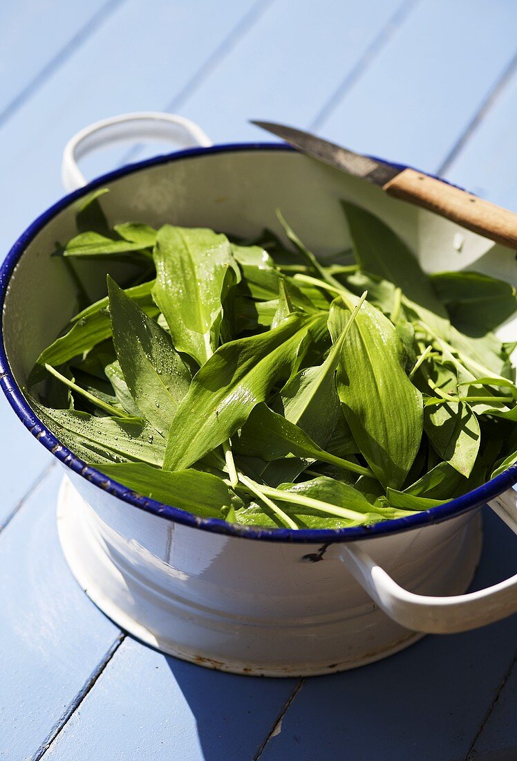 Fresh ramsons (wild garlic) in colander