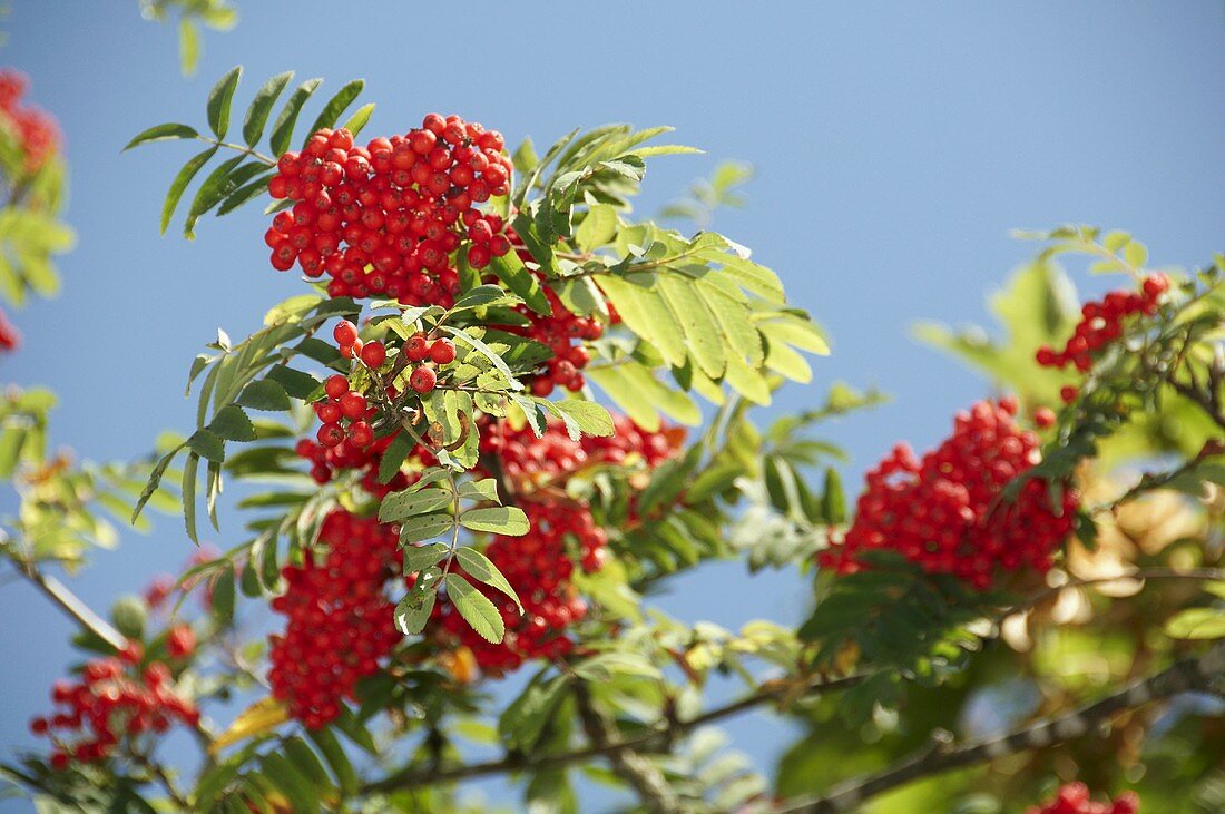Rowan berries on the branch