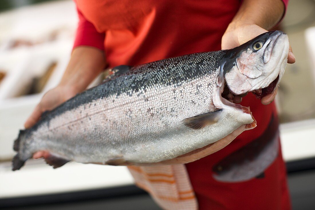 Person holding whole fresh salmon