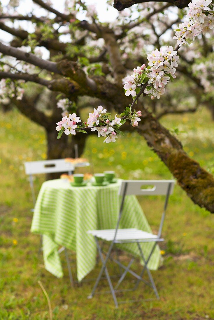 Laid garden table under flowering fruit trees