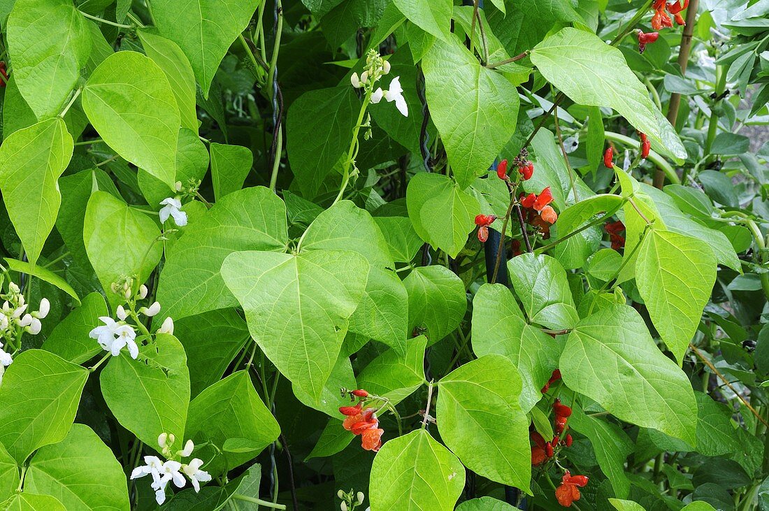 Feuerbohnenpflanzen im Garten