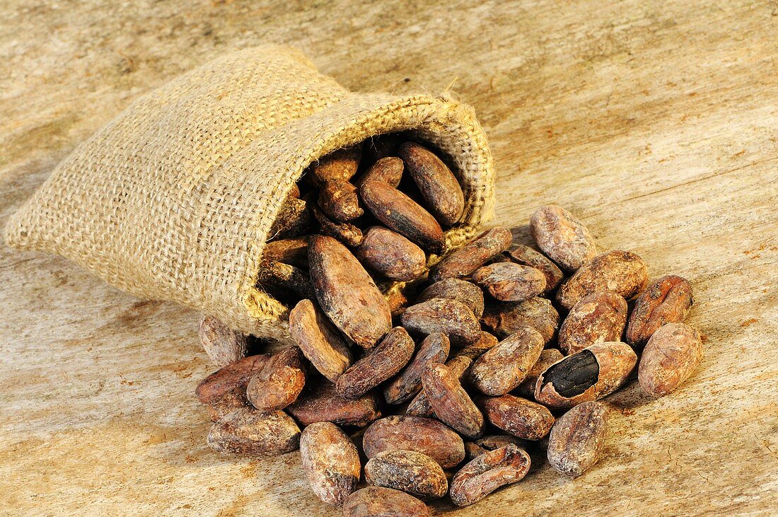 Kakaobohnen in und vor Jutesack