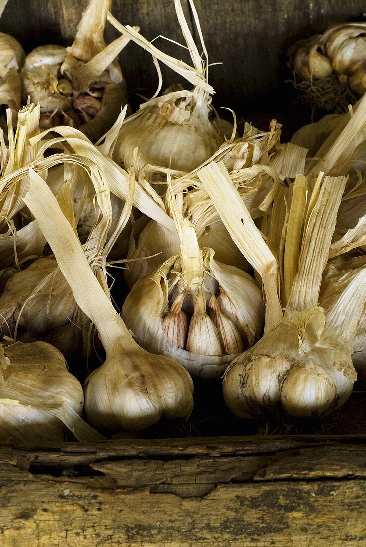 Knoblauch trocknen in Holzkiste (Ausschnitt)