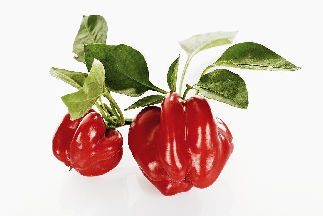 Red peppers with leaves