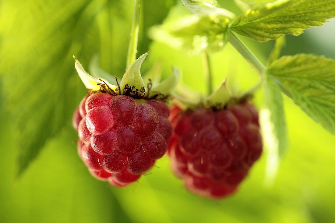 Zwei Himbeeren