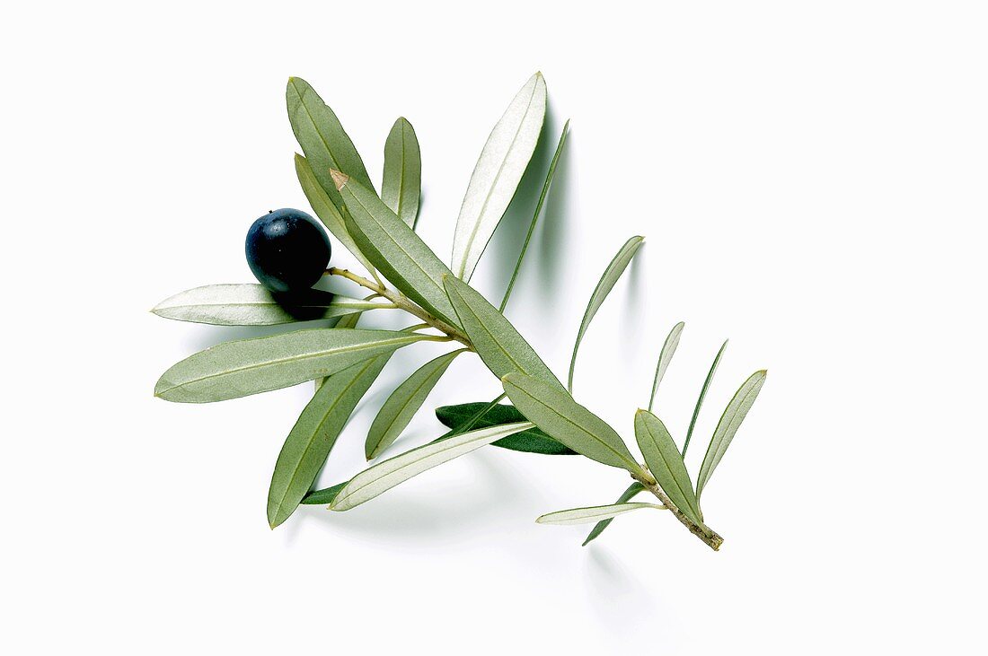 Olivenzweig mit schwarzer Olive