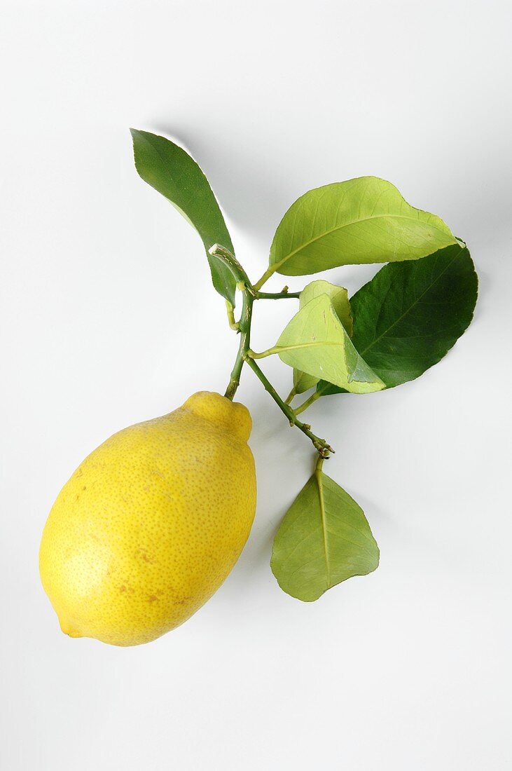 Zitrone mit Stiel und Blättern