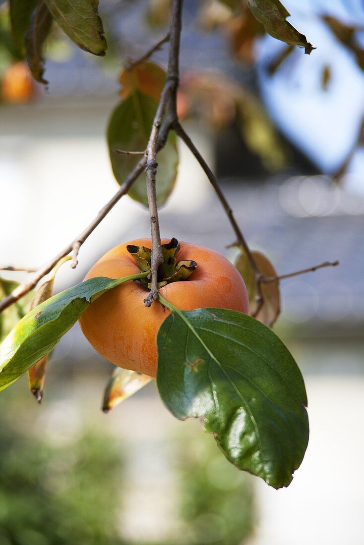 Persimmon on the branch