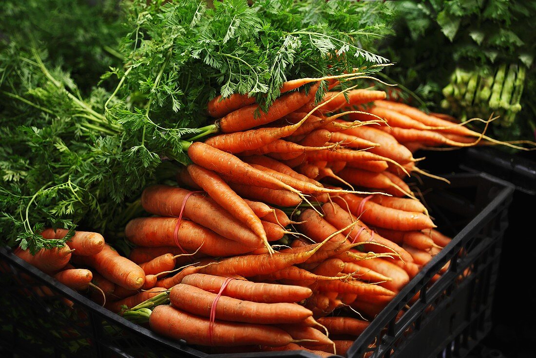 Bunches of fresh carrots in crate