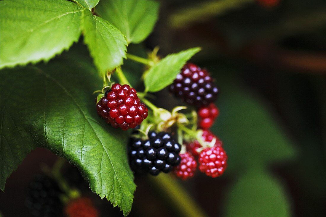 Blackberries on the bush (ripe and unripe)