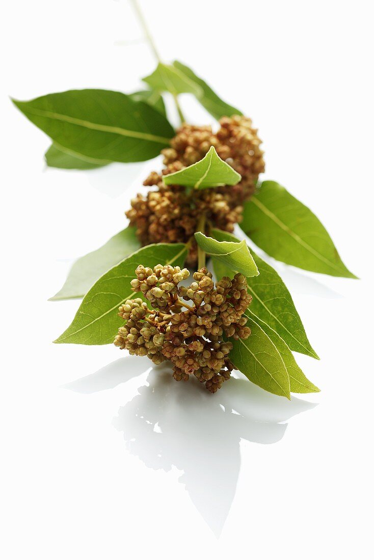 Sprig of bay leaves with flowers