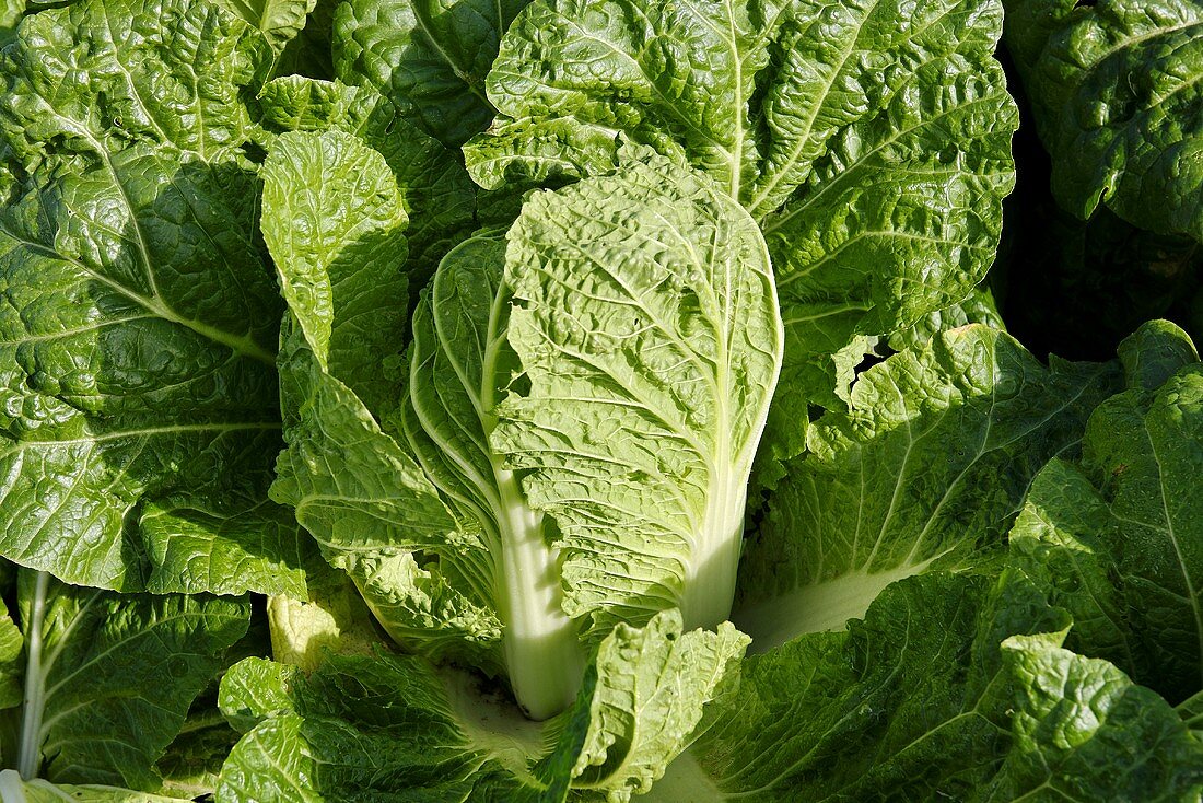 A Chinese cabbage