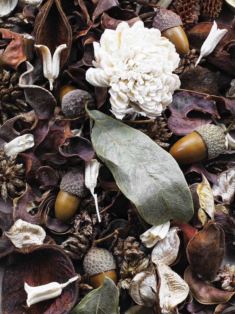 Dried flowers, leaves and acorns